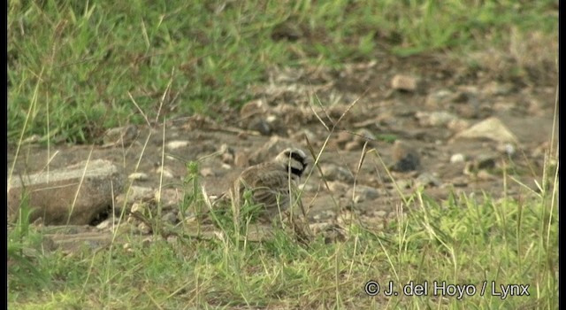 Ashy-crowned Sparrow-Lark - ML201382021