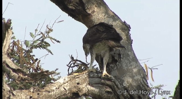 Bonelli's Eagle - ML201382071