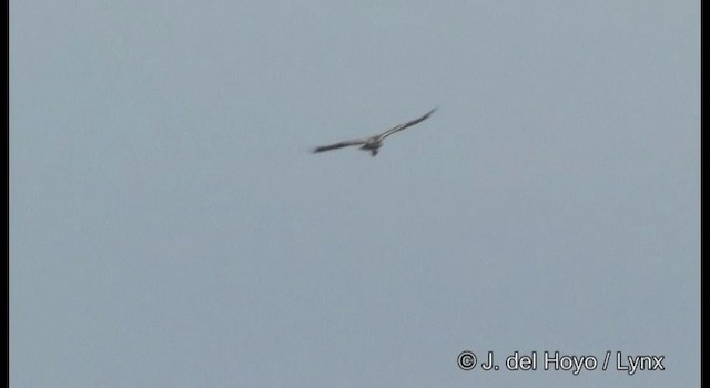 Águila Perdicera - ML201382081