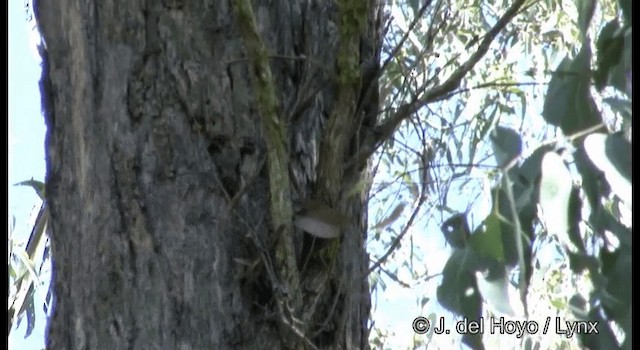 Red-browed Treecreeper - ML201382091