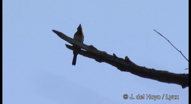 Satin Flycatcher - ML201382111