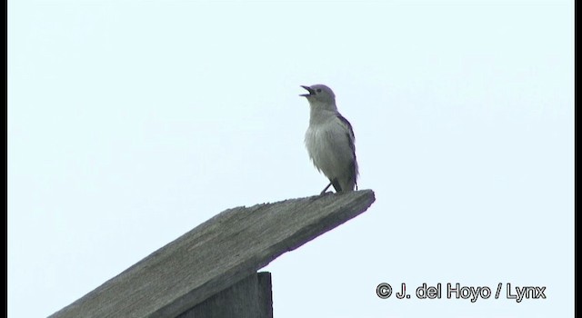 Daurian Starling - ML201382141