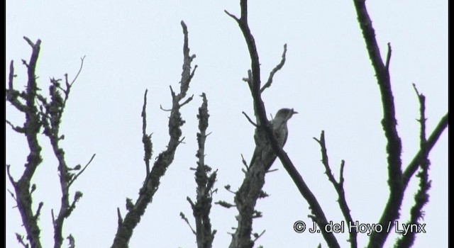 kukačka eurasijská - ML201382221