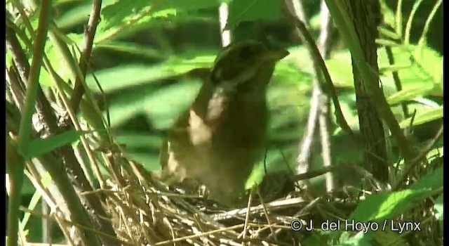 amurspurv - ML201382241