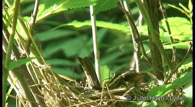 amurspurv - ML201382251