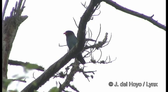 Dollarbird - ML201382271