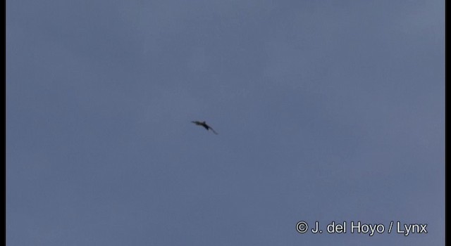 Eurasian Hobby - ML201382281