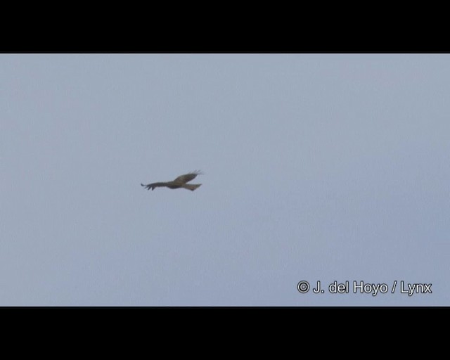 黑鳶(lineatus/formosanus) - ML201382311