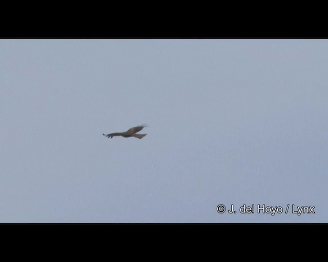 luňák hnědý (ssp. lineatus/formosanus) - ML201382311