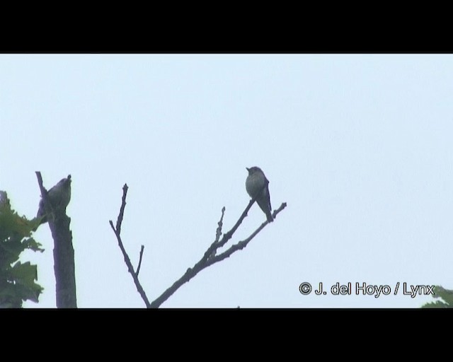 Asian Brown Flycatcher - ML201382321