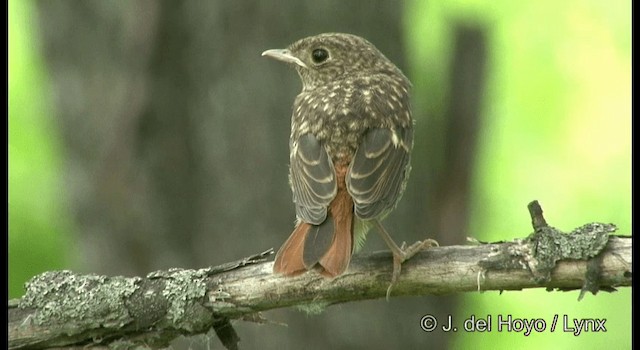 Daurian Redstart - ML201382331