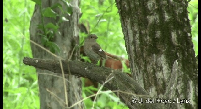 Daurian Redstart - ML201382341