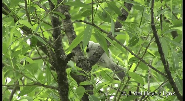 Marsh Tit - ML201382351