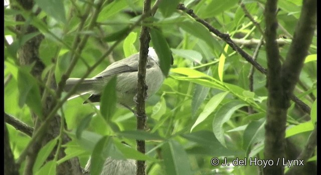 Marsh Tit - ML201382361