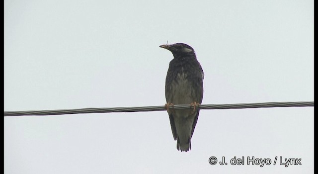 White-cheeked Starling - ML201382371