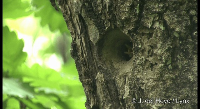 Eurasian Nuthatch (Buff-bellied) - ML201382381