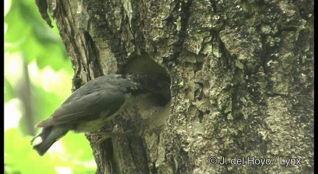 Eurasian Nuthatch (Buff-bellied) - ML201382391