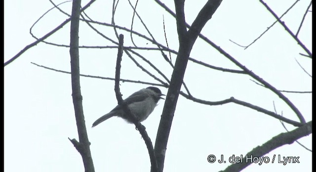 Mésange boréale (groupe montanus) - ML201382411