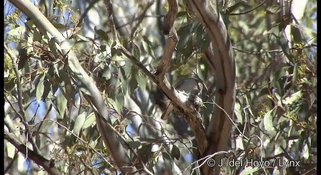 White-winged Triller - ML201382441