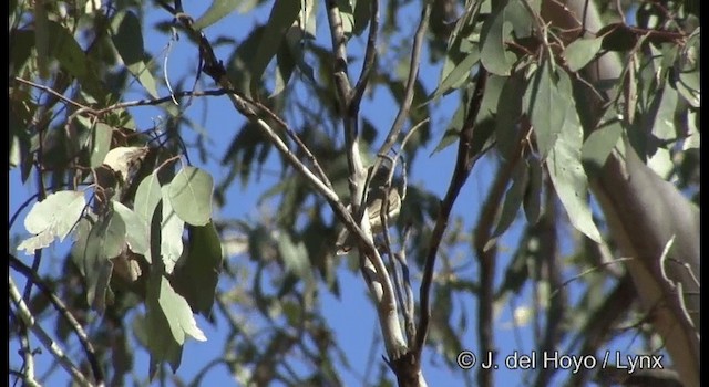 Fuscous Honeyeater - ML201382451