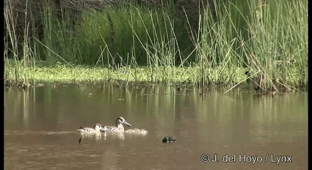 Pink-eared Duck - ML201382471