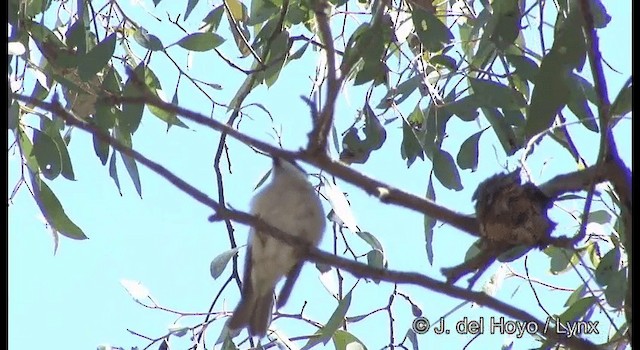 Black-chinned Honeyeater (Black-chinned) - ML201382501