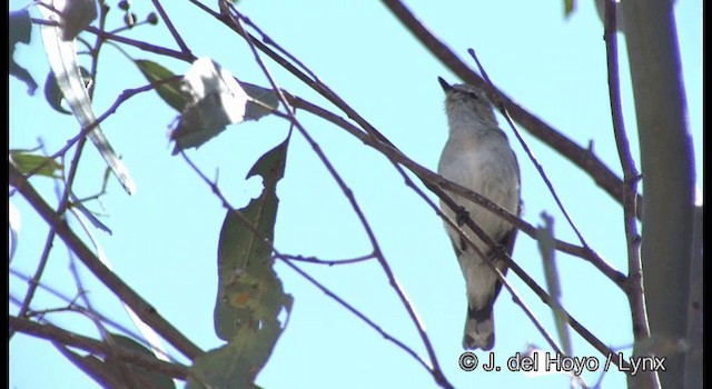 Western Gerygone - ML201382511