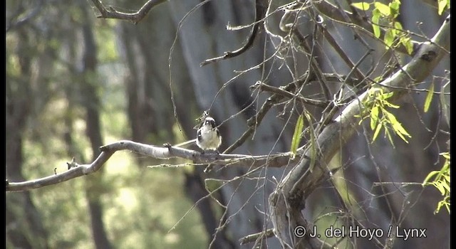 Restless Flycatcher - ML201382561