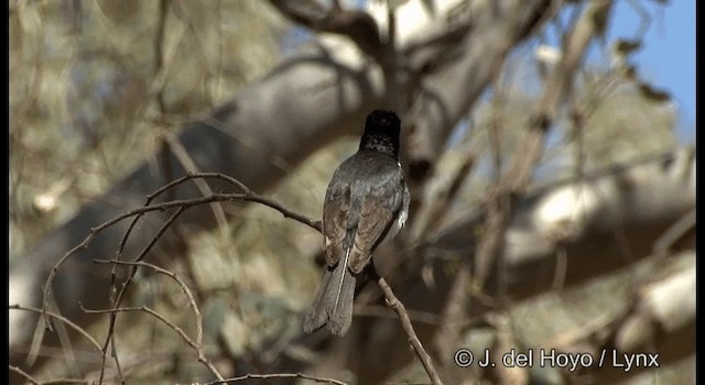 Restless Flycatcher - ML201382571