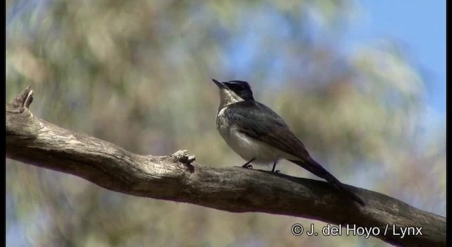 Restless Flycatcher - ML201382581