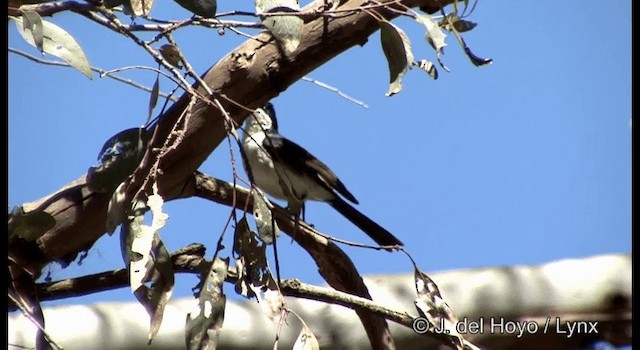 Restless Flycatcher - ML201382591