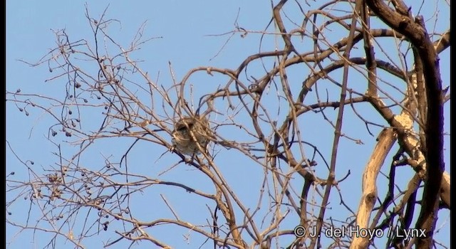 Olive-backed Oriole - ML201382621