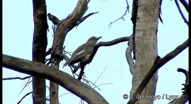 Oropéndola Estriada - ML201382631