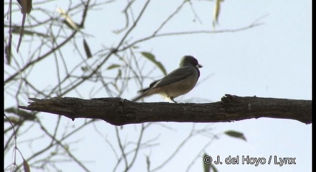 Rufous Whistler - ML201382641