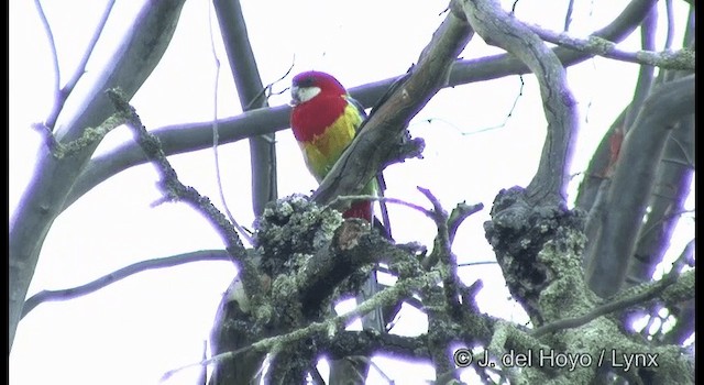 Eastern Rosella - ML201382711