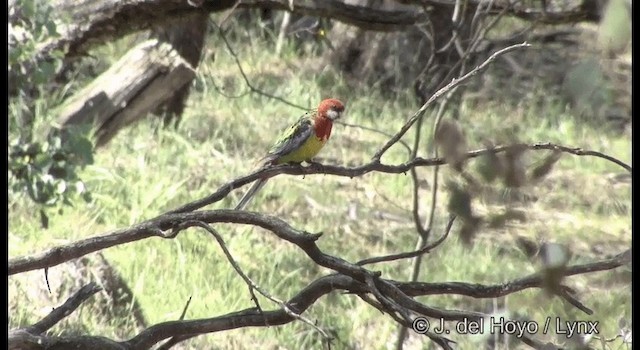 Eastern Rosella - ML201382721