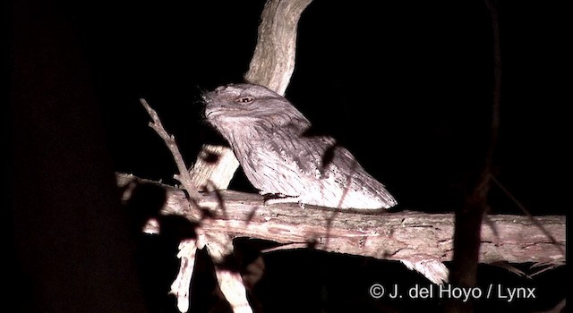 Tawny Frogmouth - ML201382731