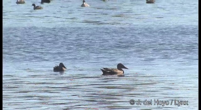 Australasian Shoveler - ML201382891