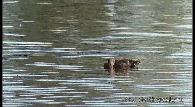 Australasian Shoveler - ML201382901