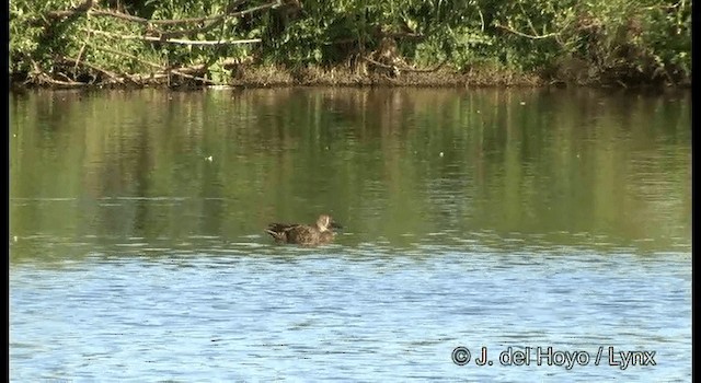 Australasian Shoveler - ML201382911