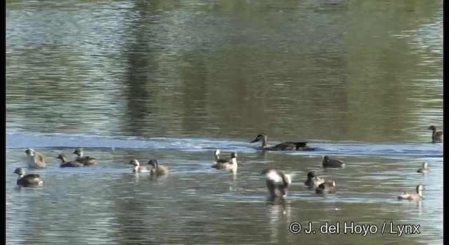 Pacific Black Duck - ML201382921