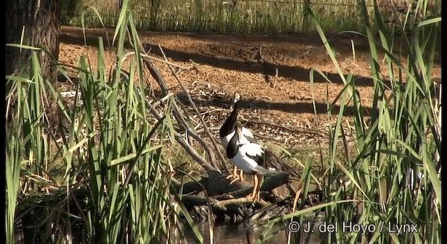 Magpie Goose - ML201382931