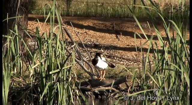 Magpie Goose - ML201382941