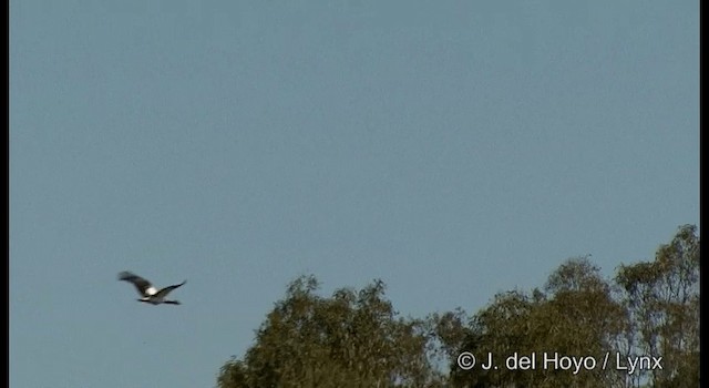 Magpie Goose - ML201382951