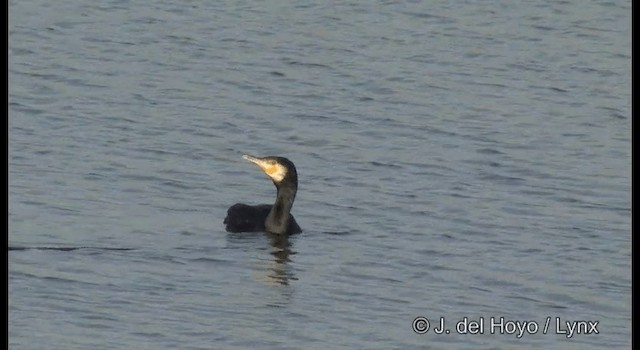 Grand Cormoran (sinensis/hanedae) - ML201382961