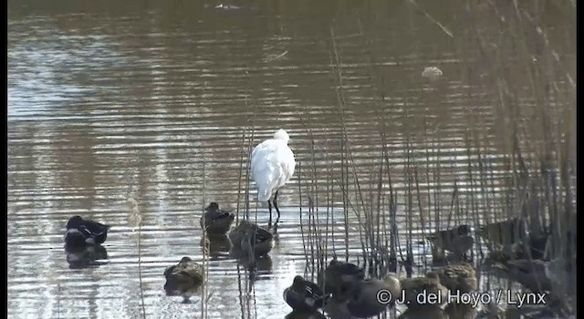 Black-faced Spoonbill - ML201382971