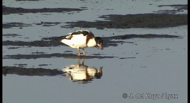 Common Shelduck - ML201382981