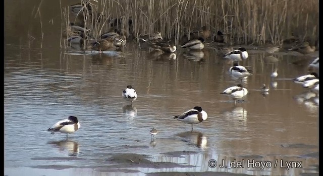 Common Shelduck - ML201382991