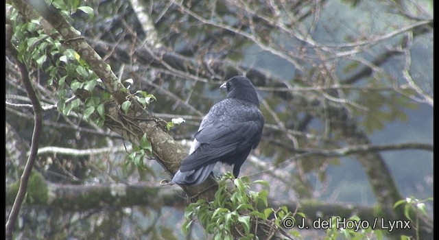 Carrion Crow - ML201383081