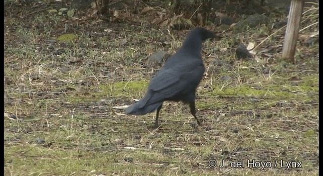 Corneja Negra - ML201383101